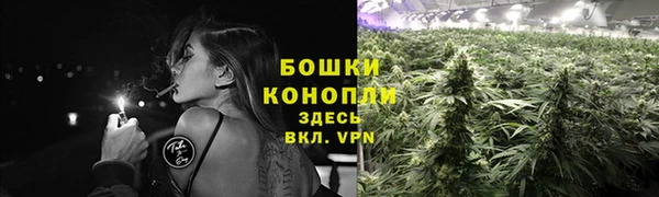 прущие грибы Новый Уренгой